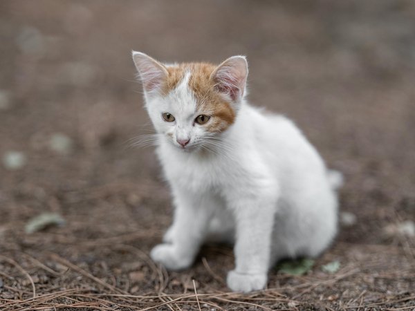 Des accessoires originaux pour chien à découvrir absolument