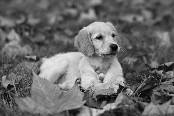Vers de farine : la nourriture idéale pour vos animaux !