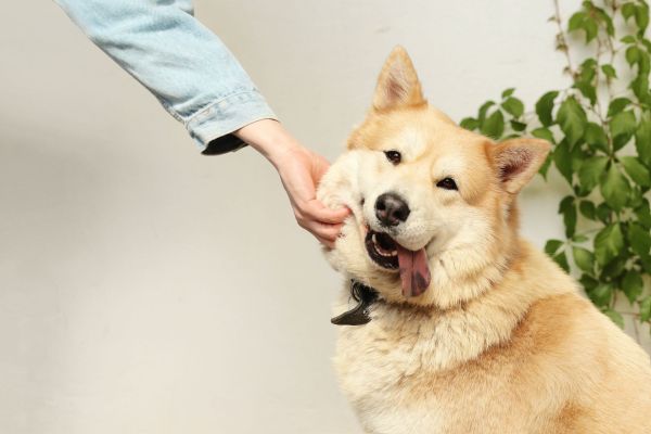 Les meilleures astuces pour un chien heureux au quotidien