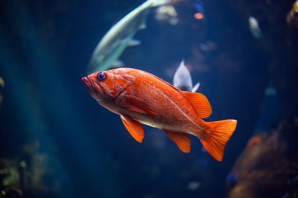 Quelle est la durée de mémoire à court terme chez les poissons?