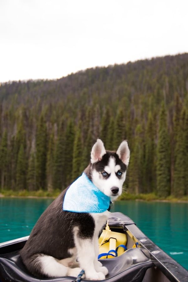 Quelle est la meilleure façon de surveiller la santé d'un émeraude swift en captivité?